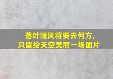 落叶随风将要去何方,只留给天空美丽一场图片