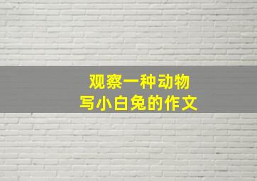 观察一种动物写小白兔的作文