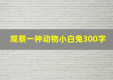 观察一种动物小白兔300字