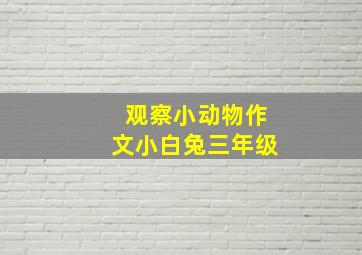 观察小动物作文小白兔三年级