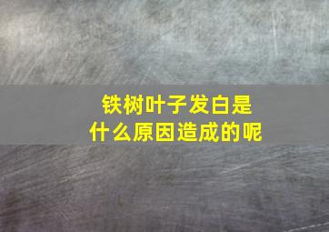 铁树叶子发白是什么原因造成的呢