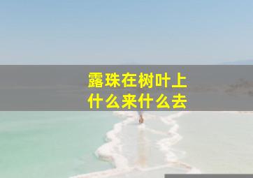 露珠在树叶上什么来什么去